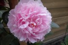 Peony